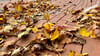 Für das Herbstlaub in Elbe-Parey reicht die Gemeinde Sammelsäcke aus. 