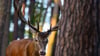 Der Hirsch buhlt um die Gunst der Weibchen.