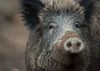 Wildschweine sorgen für Probleme in Wernigerode - insbesondere im Ortsteil Schierke und dem Stadtteil Hasserode.