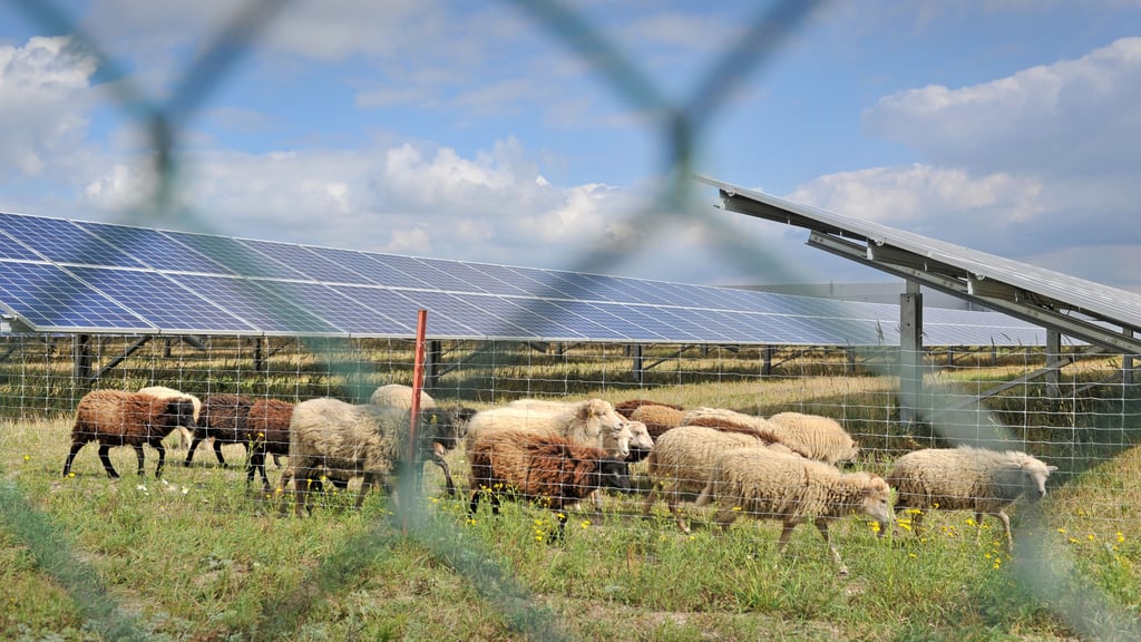 Unter Solarmodulen könnten durchaus Schafe weiden - auch für den angedachten Solarpark zwischen Zerbst und Bias wäre das eine Option. Dennoch stößt dieser nach wie vor auf Kritik.