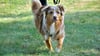 Der dreijähirge Yoko weiht die Hundespielwiese in Stendal ein. 