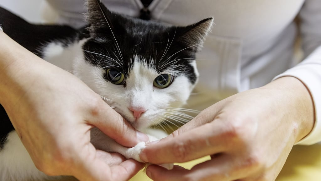 Erste Hilfe für Fellnasen: Manche Wehwehchen sind schnell selbst behoben, bei ernsteren Notfällen ist der Tierarzt jedoch die beste Adresse.