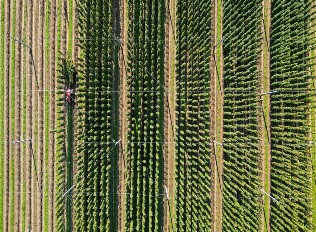 Die diesjährige Hopfenernte in der Hopfenregion Elbe-Saale neigt sich dem Ende.