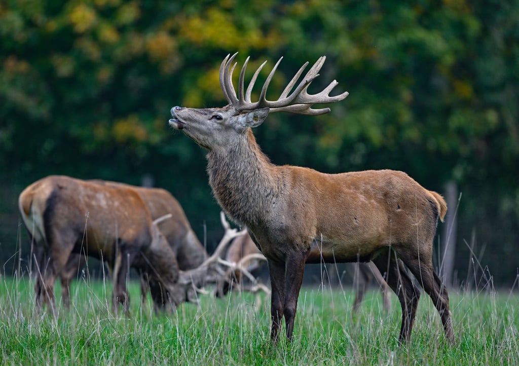 Der Hirsch buhlt um die Gunst der Weibchen. (Archivbild)