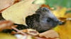 Schutz und Wärme: Igel nutzen Laubhaufen gern als Versteck.