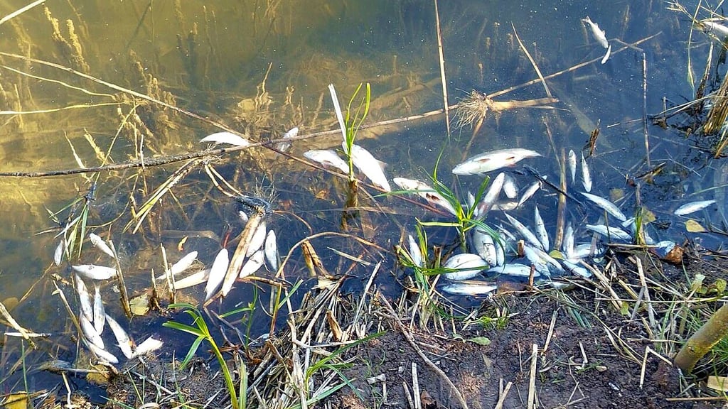 Viele Fische trieben kürzlich im Lettenloch bei Könnern an der Wasseroberfläche.