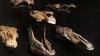 Die Wissenschaftler entdeckten die genetischen Überreste in Fossilien von mindestens 20 erlegten Pferden in Schöningen.