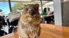 Quokkas gelten wegen ihres „Lächelns“ als die glücklichsten Tiere der Welt.