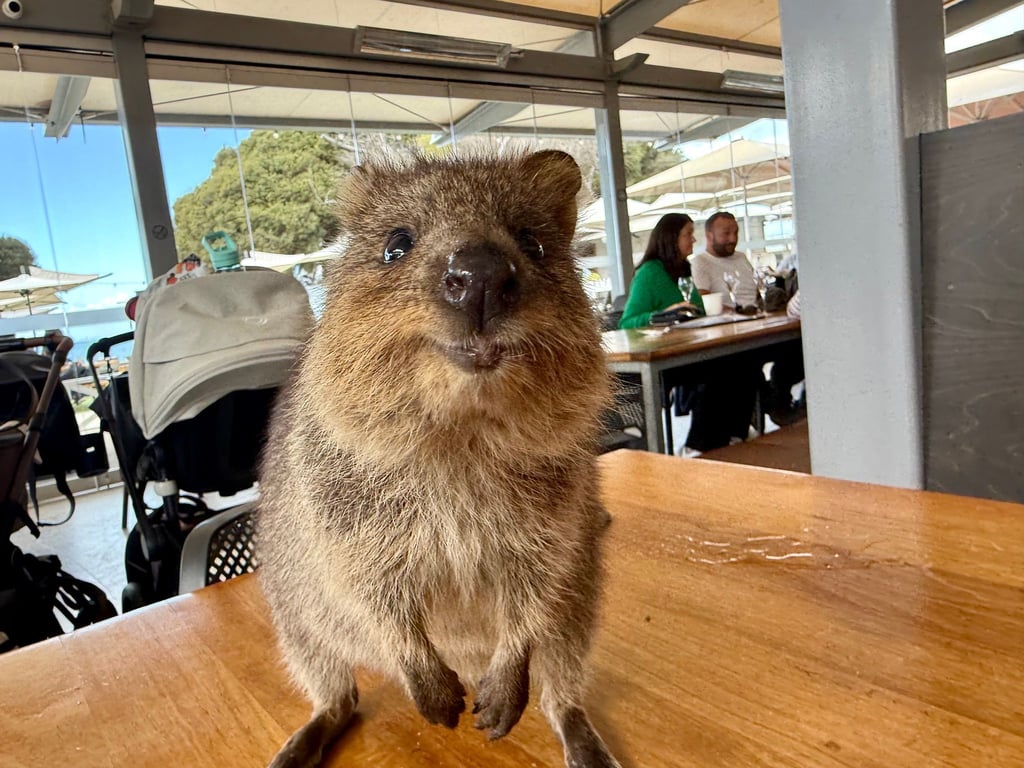 Quokkas gelten wegen ihres „Lächelns“ als die glücklichsten Tiere der Welt.
