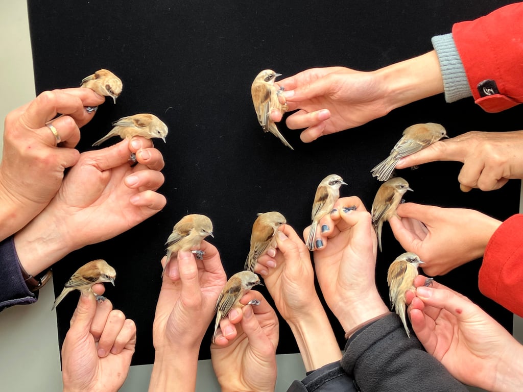 Familie Beutelmeise auf dem Weg in den Süden. Die Sommergäste sind auf dem Weg ins Winterquartier. Dabei gingen die Vögel mehrere Generationen den Ornithologen an der Numburg ins Netz. .