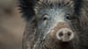 Bei Mose wurde ein weibliches Wildschwein erlegt, das zwei Krankheiten in sich trug.