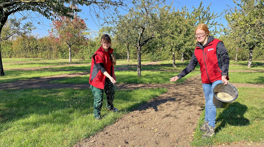 Carolin Feimer und Hannah Beck streuen Samen für die Blühwiese, die künftig in der Rüsternbreite für biologische Vielfalt sorgen soll.