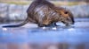 Über ein Drittel der Jagdreviere melden bundesweit ein Nutria-Vorkommenn - besonders dramatisch ist die Lage in Bremen und Hamburg (Symbolbild).