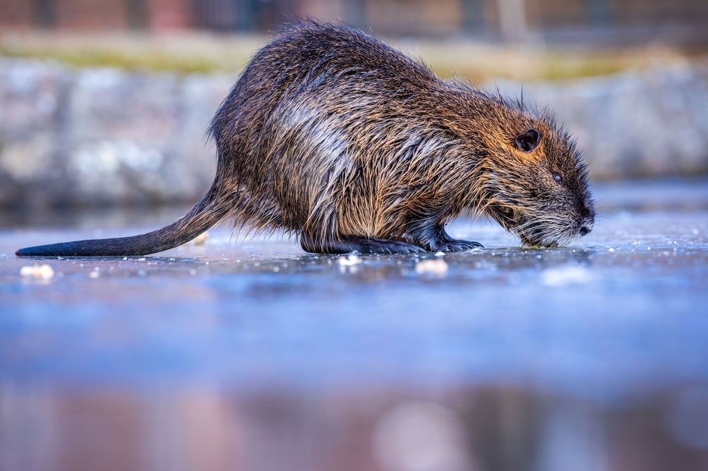 Über ein Drittel der Jagdreviere melden bundesweit ein Nutria-Vorkommenn - besonders dramatisch ist die Lage in Bremen und Hamburg (Symbolbild).