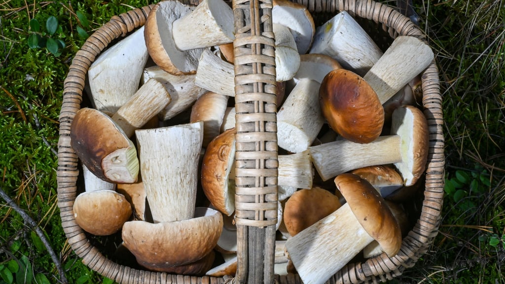 Herbstzeit ist Pilzzeit - ein voller Korb mit Steinpilze.