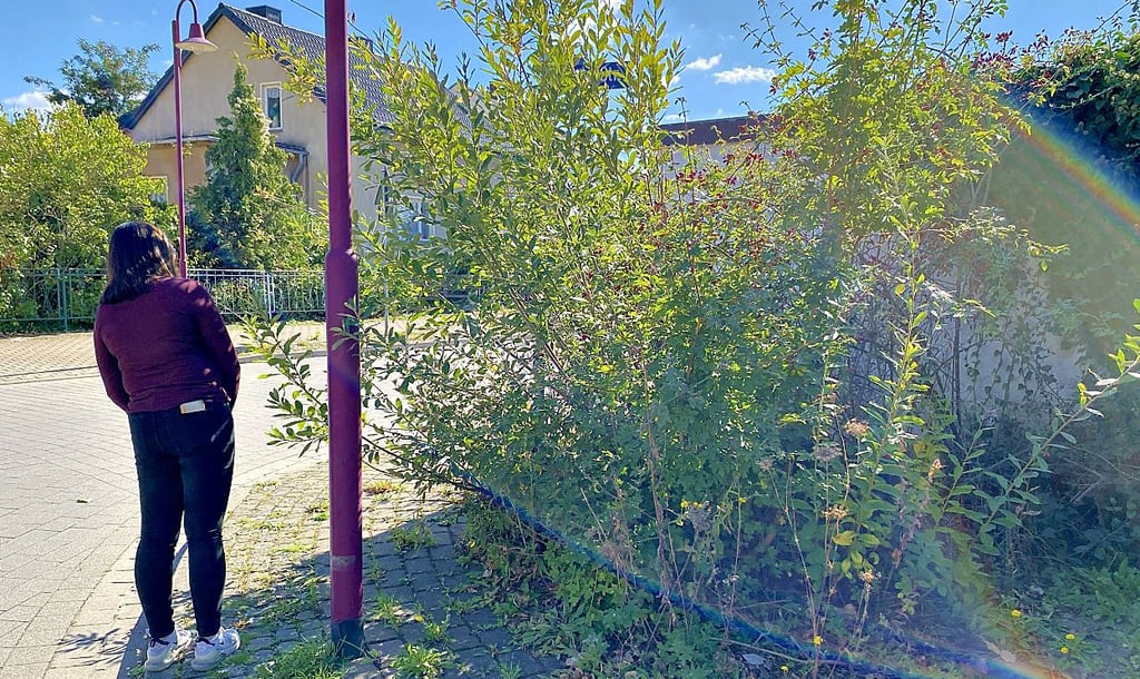 Busch in Felgeleben verdeckt die Straße und macht alles dicht.