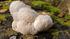 Der Igelstachelbart wird auch Yamabushitake, Löwenmähne, Pom-Pom blanc oder Affenkopfpilz genannt.