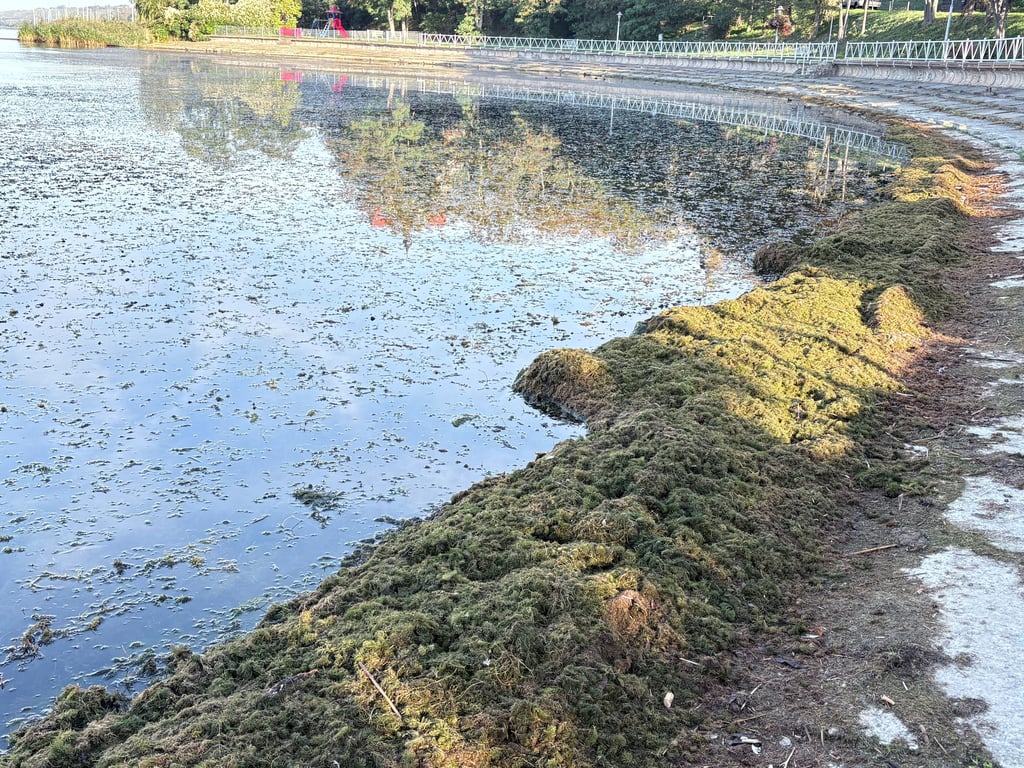 So sieht's an vielen Uferstellen aus.  