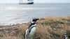 An Land ungelenk, im Wasser pfeilschnell: Auf der Insel Magdalena leben die Magellanpinguine.