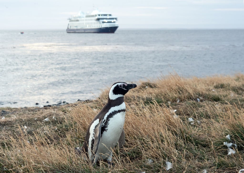 An Land ungelenk, im Wasser pfeilschnell: Auf der Insel Magdalena leben die Magellanpinguine.