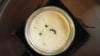 Joghurt-Rezept einmal anders: Man nehme vier Ameisen...