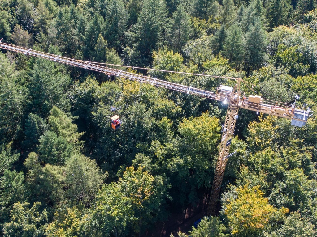 In einem Waldstück bei Demmin untersuchen Wissenschaftler und Wissenschaftlerinnen von Einrichtungen aus Mecklenburg-Vorpommern, Brandenburg und Berlin Bäume detailliert von den Wurzeln bis zur Krone - unter anderem mit einem 45 Meter hohen Drehkran.