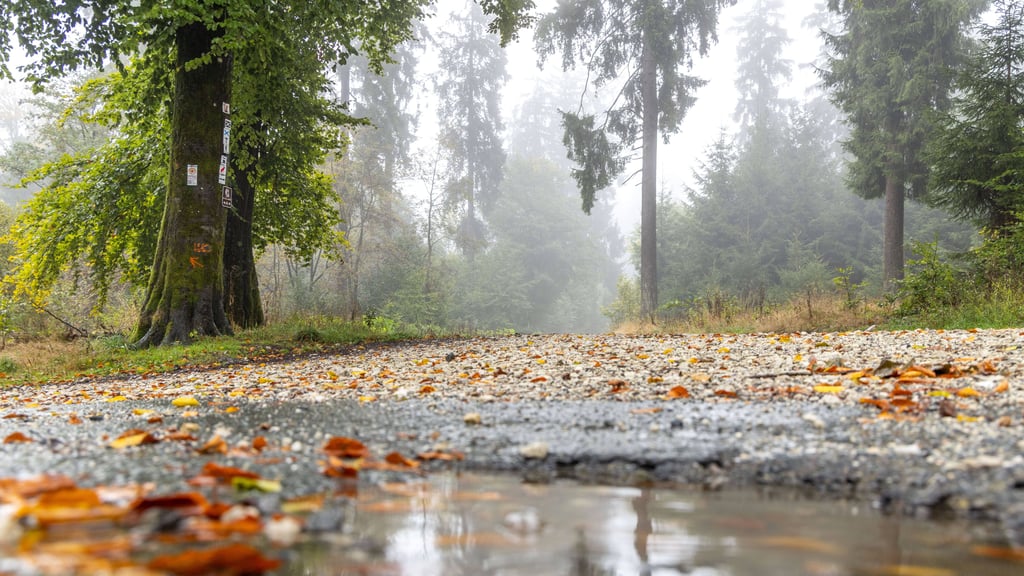 Der Oktober startet in Sachsen-Anhalt mit schmuddeligem Herbstwetter.
