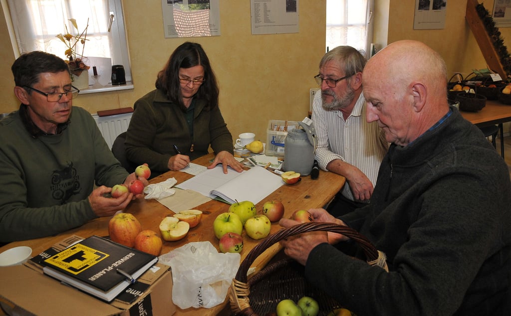 Der Pomologe Ingo Rintisch (li.) bestimmt die vorgelegten Apfel- und Birnensorten. Alles wird von Karin Rost vom Biosphärenreservat Karstlandschaf t Südharz notiert. Die Obstsortenbestimmung wird gemeinsam mit dem Landschafts-und Streuobstpflegeverein in Tilleda organisiert.
