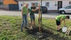 Die Mitglieder des Pareyer Heimatvereins pflanzen neue Bäume im Ort. 
