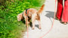 Wie viel Steuern Hundebesitzer für ihren Vierbeiner zahlen müssen, liegt in der Hand der Gemeinden. (Symbolbild)