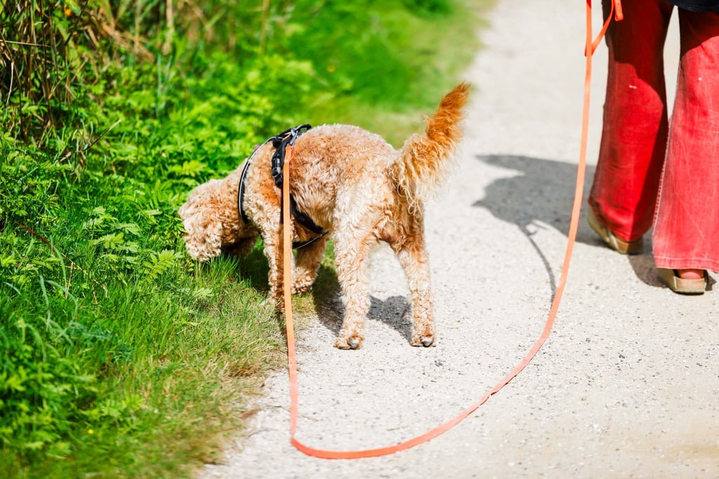 Wie viel Steuern Hundebesitzer für ihren Vierbeiner zahlen müssen, liegt in der Hand der Gemeinden. (Symbolbild)