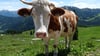 „Weidemilch“ klingt nach Kühen auf riesigen, saftigen Wiesen – doch was steckt wirklich hinter dem Begriff?