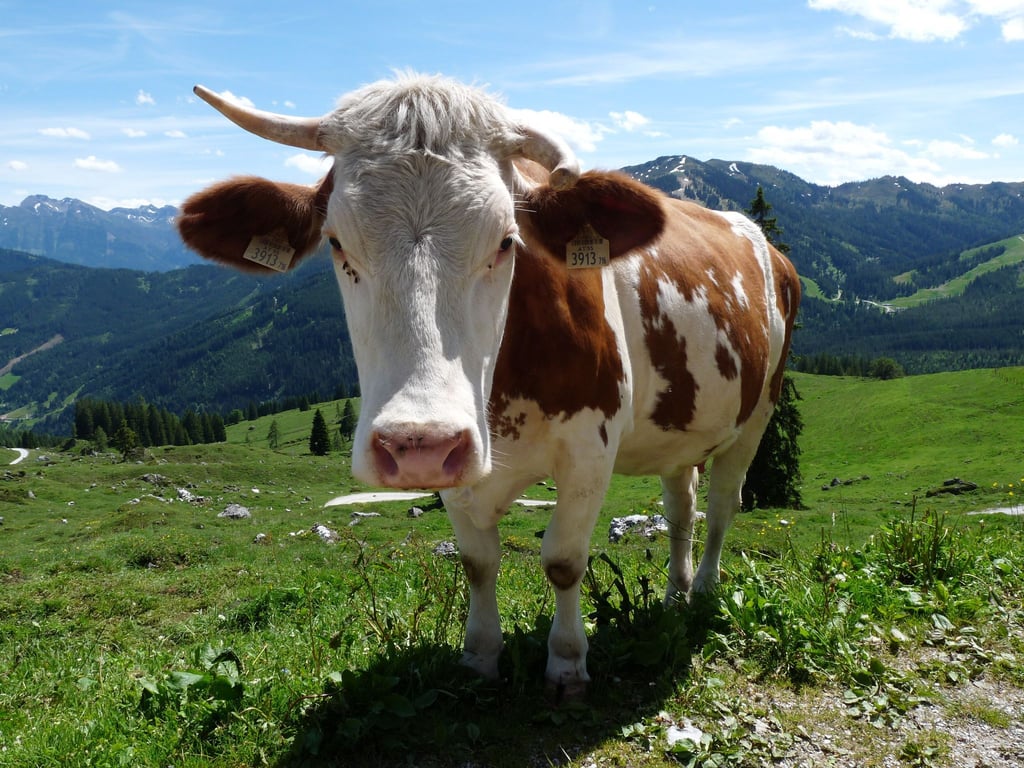 „Weidemilch“ klingt nach Kühen auf riesigen, saftigen Wiesen – doch was steckt wirklich hinter dem Begriff?