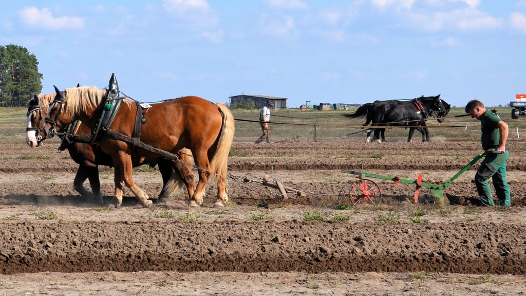 Als Probelauf für die Deutsche Meisterschaft 2026 fand jetzt in Steckby ein Leistungspflügen mit Pferdegespannen statt.