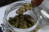 Der private Anbau von Cannabis ist seit 2024 in Deutschland in engen Grenzen legal. Polizei und Justiz sehen sich durch die Gesetzeslockerung aber bisher nicht entlastet.