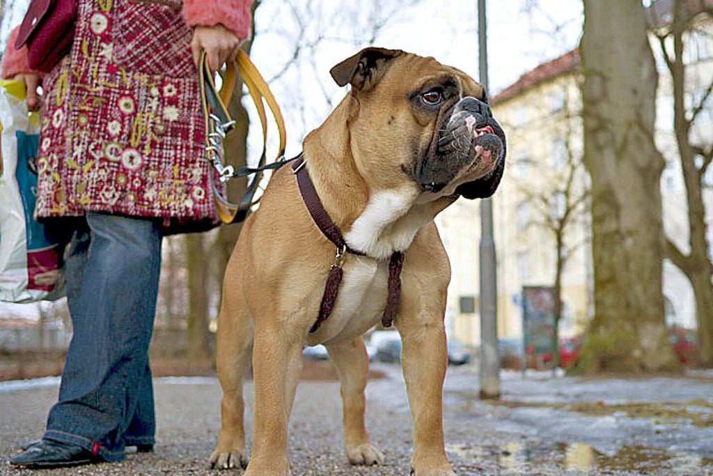 Innerhalb der Stadt Zeitz herrscht für Hunde Leinenzwang.