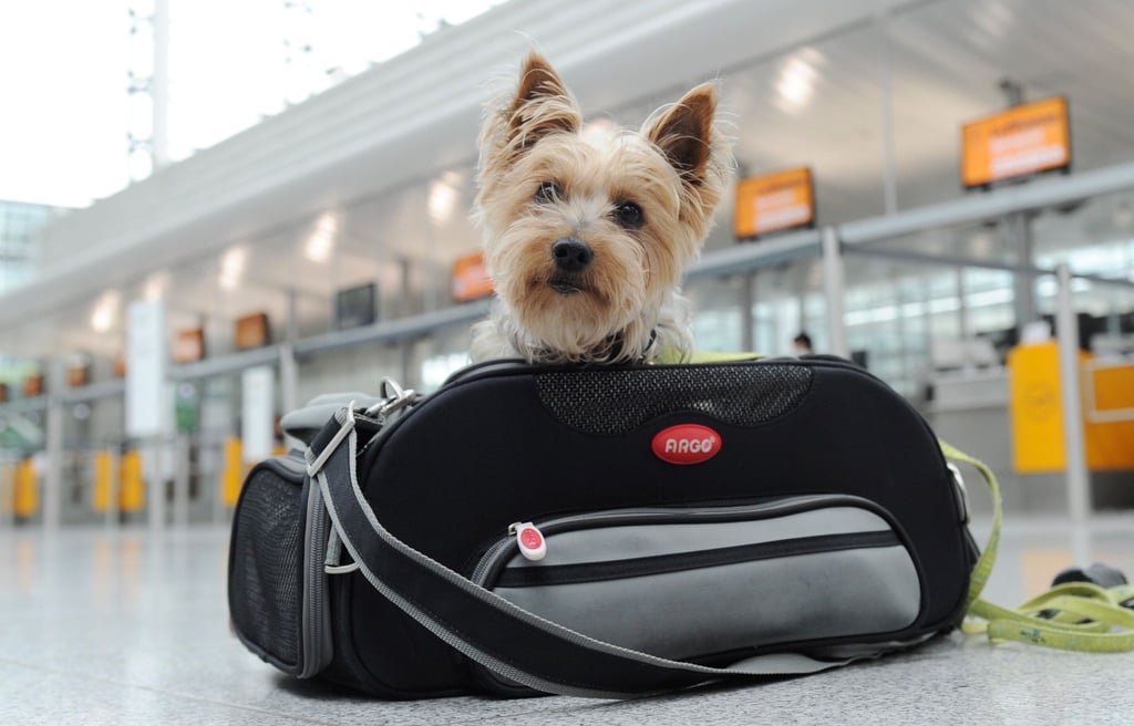 Ab in die Tasche: Kleine Hunde können mitunter in der Kabine mitfliegen.