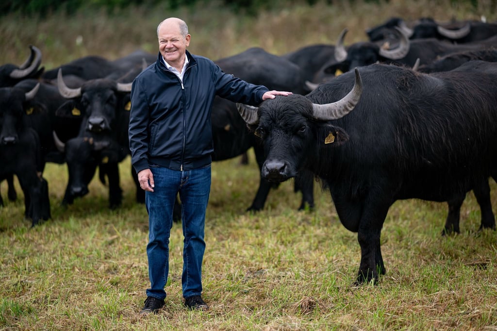 Ausflug zu den Wasserbüffeln - Ex-Bundeskanzler Scholz schaute sich ein Agrar- und Naturschutzprojekt bei Werder (Havel) an.