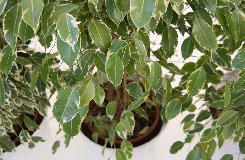 Der Ficus benjamina gehört zu den beliebtesten Zimmerpflanzen. Ein besonders prächtiges Exemplar gedeiht im Falkensteiner Ortsteil Wieserode.