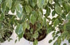 Der Ficus benjamina gehört zu den beliebtesten Zimmerpflanzen. Ein besonders prächtiges Exemplar gedeiht im Falkensteiner Ortsteil Wieserode.