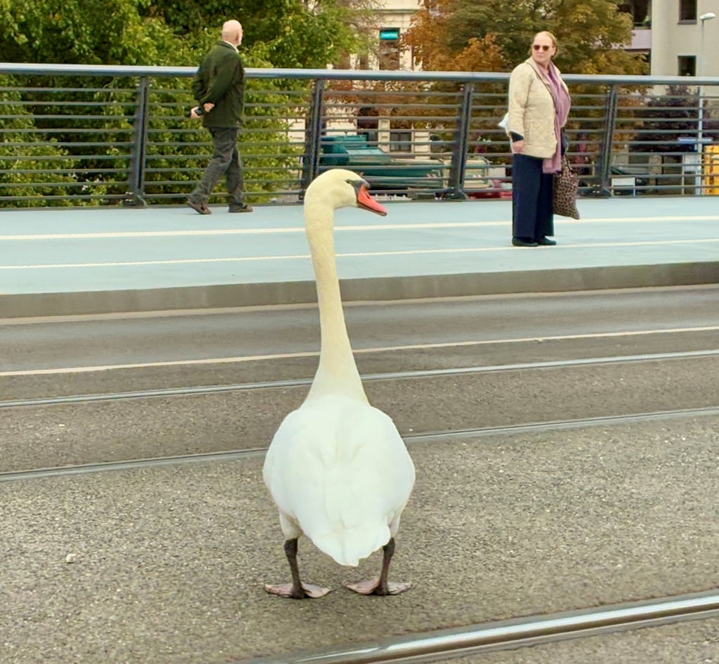 Ein Schwan watschelt über die Kaiser-Otto-Brücke. Fußgänger schauen interessiert zu.