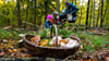 Mit dem Herbst beginnt auch wieder die Hauptsaison für Pilzsammler in Sachsen-Anhalt.