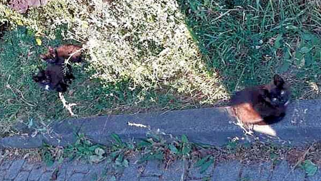 Die drei Katzenkinder vor der Kita in Beyernaumburg.