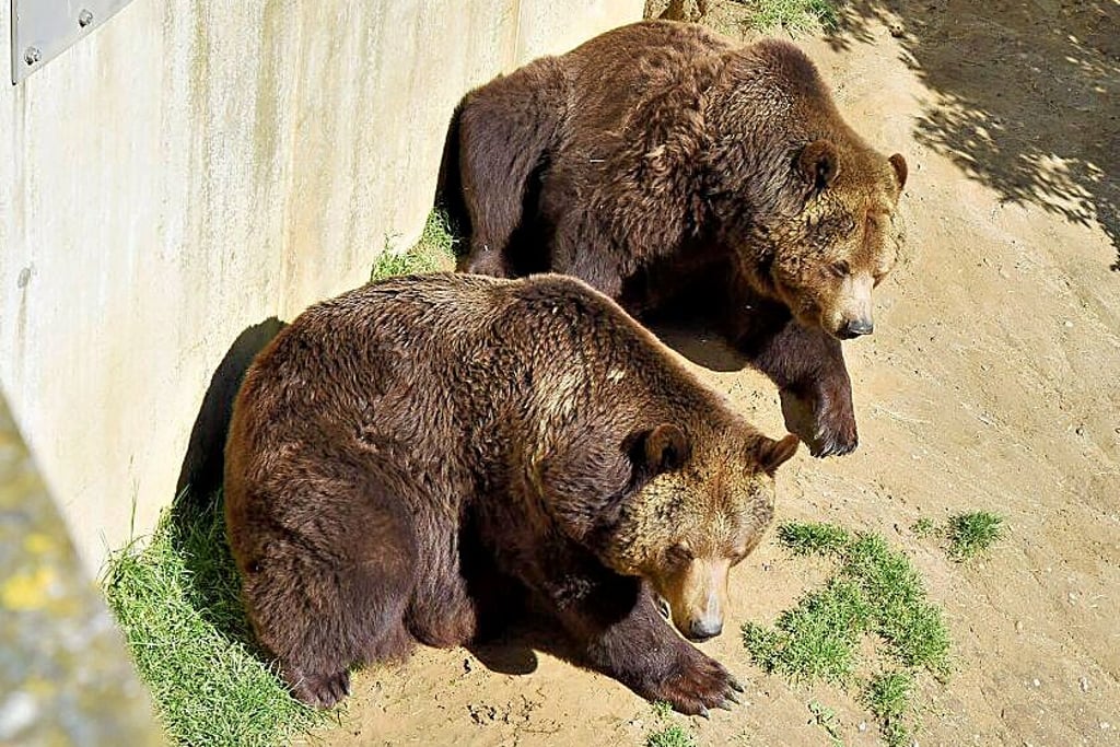 Viele Jahre lebten die Bärenbrüder Aiko und Toni in Droyßig.