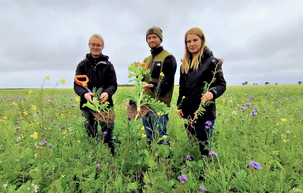 Maria Heinrich (l.), Lars Gärtner und Michelle Tondera im Feld mit der ausgesäten Zwischenfrucht, einer speziellen Saatgutmischung.
