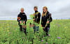 Maria Heinrich (l.), Lars Gärtner und Michelle Tondera im Feld mit der ausgesäten Zwischenfrucht, einer speziellen Saatgutmischung. 