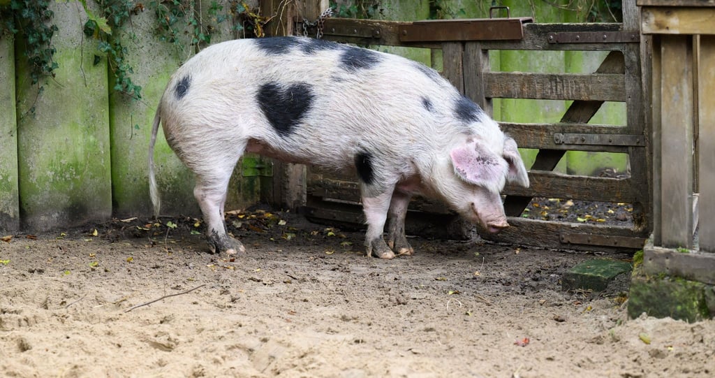 „Wilma“ wird von den Pflegern auch „Herzchen“ genannt.