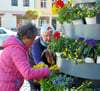 Margit Riedel (links) und Marlies Köhn bepflanzen die Etagere am historischen Rathaus von Tangermünde. 
