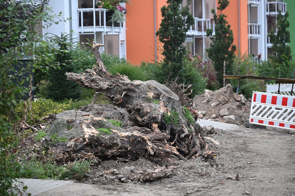 Mächtig sind die Wurzeln der vor zwei Jahren gefällten alten Ahornbäume, die jetzt im Zuge der Sanierung der parallel zum Hohen Weg in Halberstadt verlaufenden Straße ausgerodet werden.