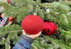 Der diesjährige Weihnachtsbaum in Meisdorf ist sicher. Geschmückt wird er wie immer von der Kita.
